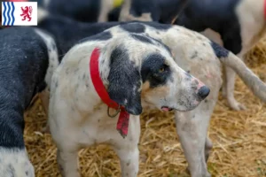 Read more about the article Grand Bleu de Gascogne breeders and puppies in Nouvelle-Aquitaine