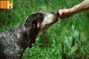 Read more about the article Grand Bleu de Gascogne breeders and puppies in Provence-Alpes-Côte d’Azur