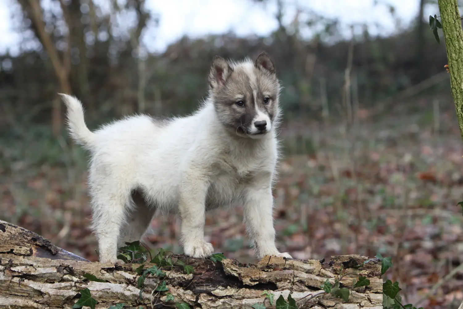 Buying a Greenland dog puppy means taking responsibility! Buy Greenland dog puppies.