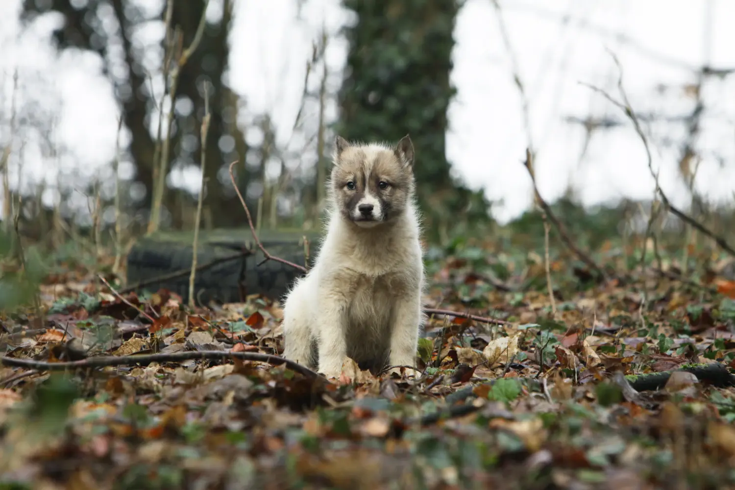 Buying a Greenland dog puppy means taking responsibility! Buy Greenland dog puppies.
