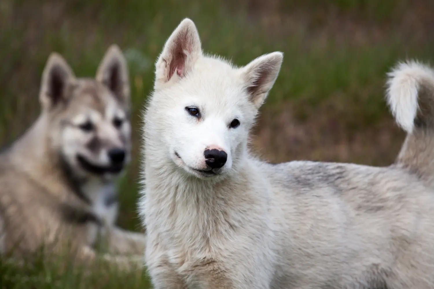 Buying a Greenland dog puppy means taking responsibility! Buy Greenland dog puppies.