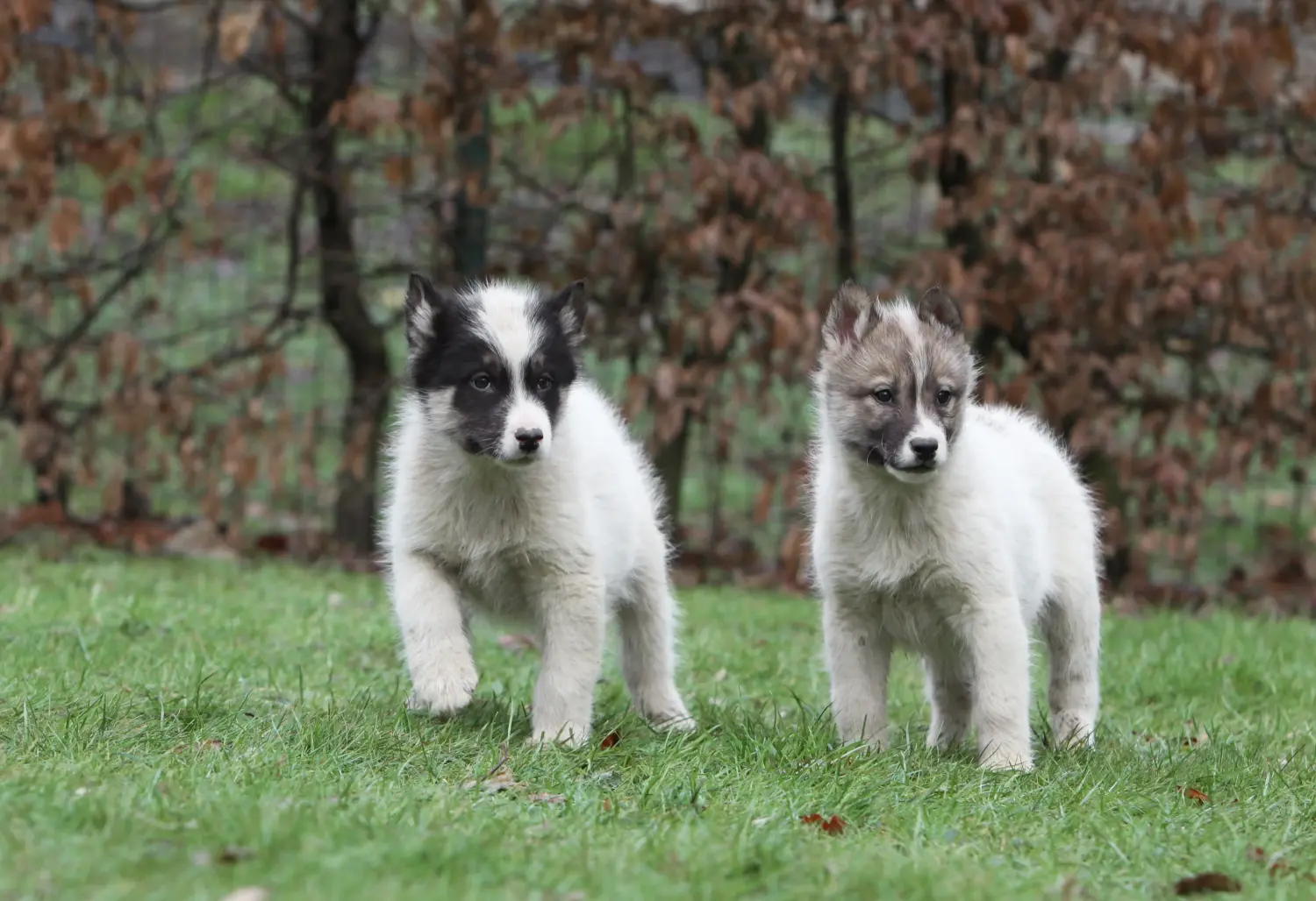 Buying a Greenland dog puppy means taking responsibility! Buy Greenland dog puppies.
