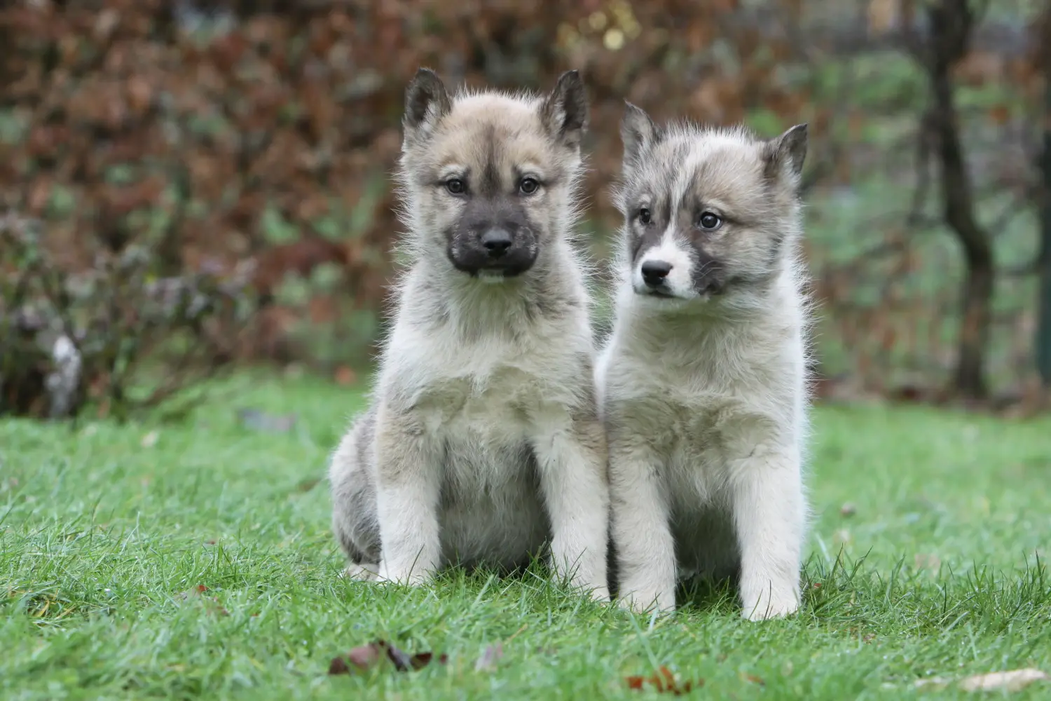 Buying a Greenland dog puppy means taking responsibility! Buy Greenland dog puppies.