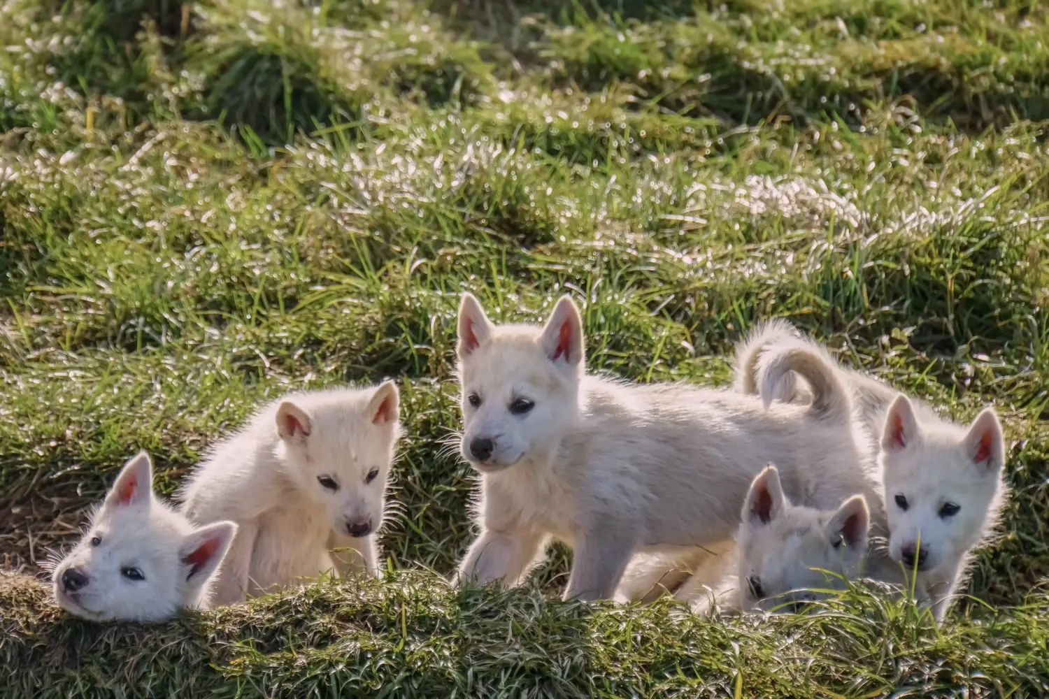 Buying a Greenland dog puppy means taking responsibility! Buy Greenland dog puppies.