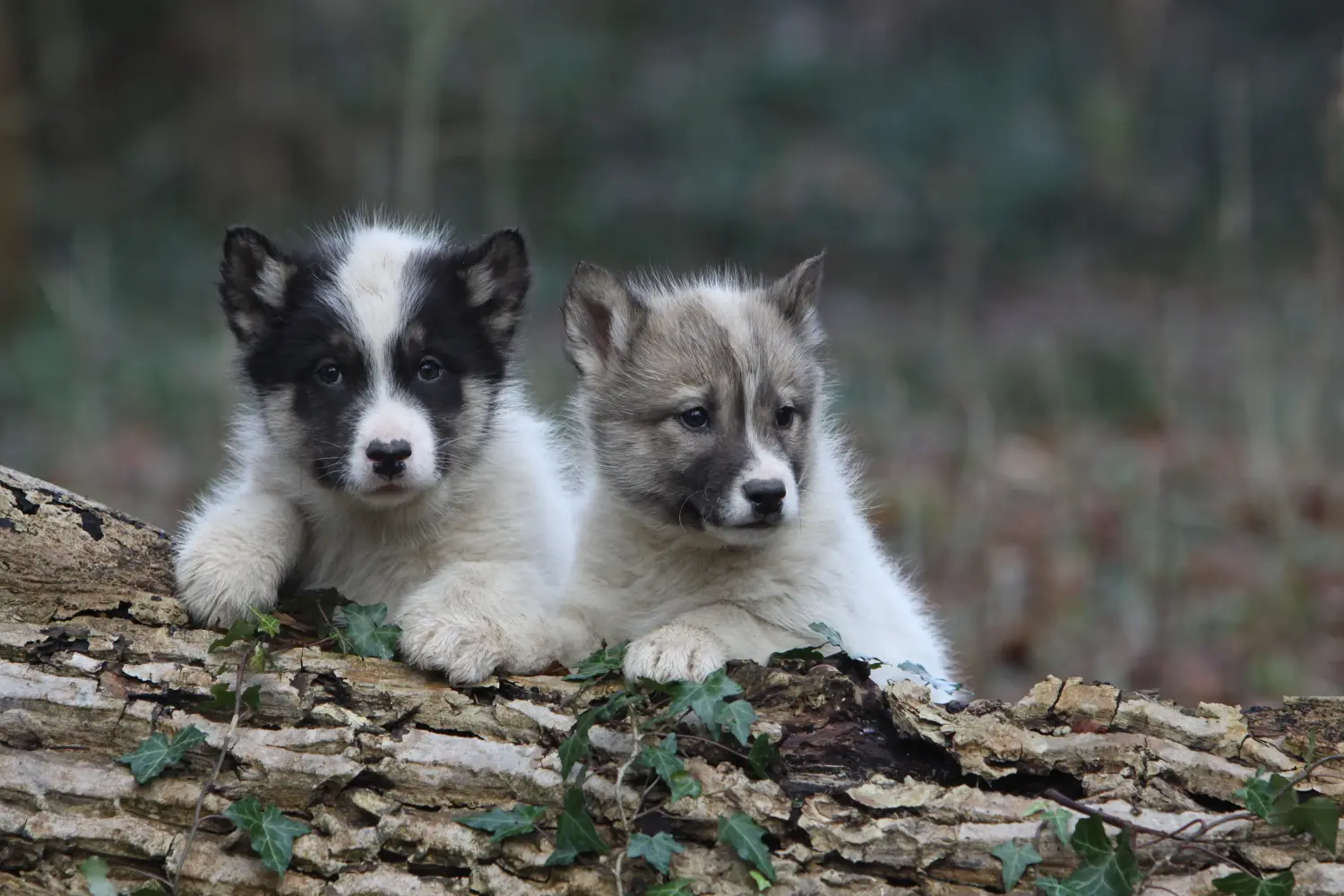 Buying a Greenland dog puppy means taking responsibility! Buy Greenland dog puppies.
