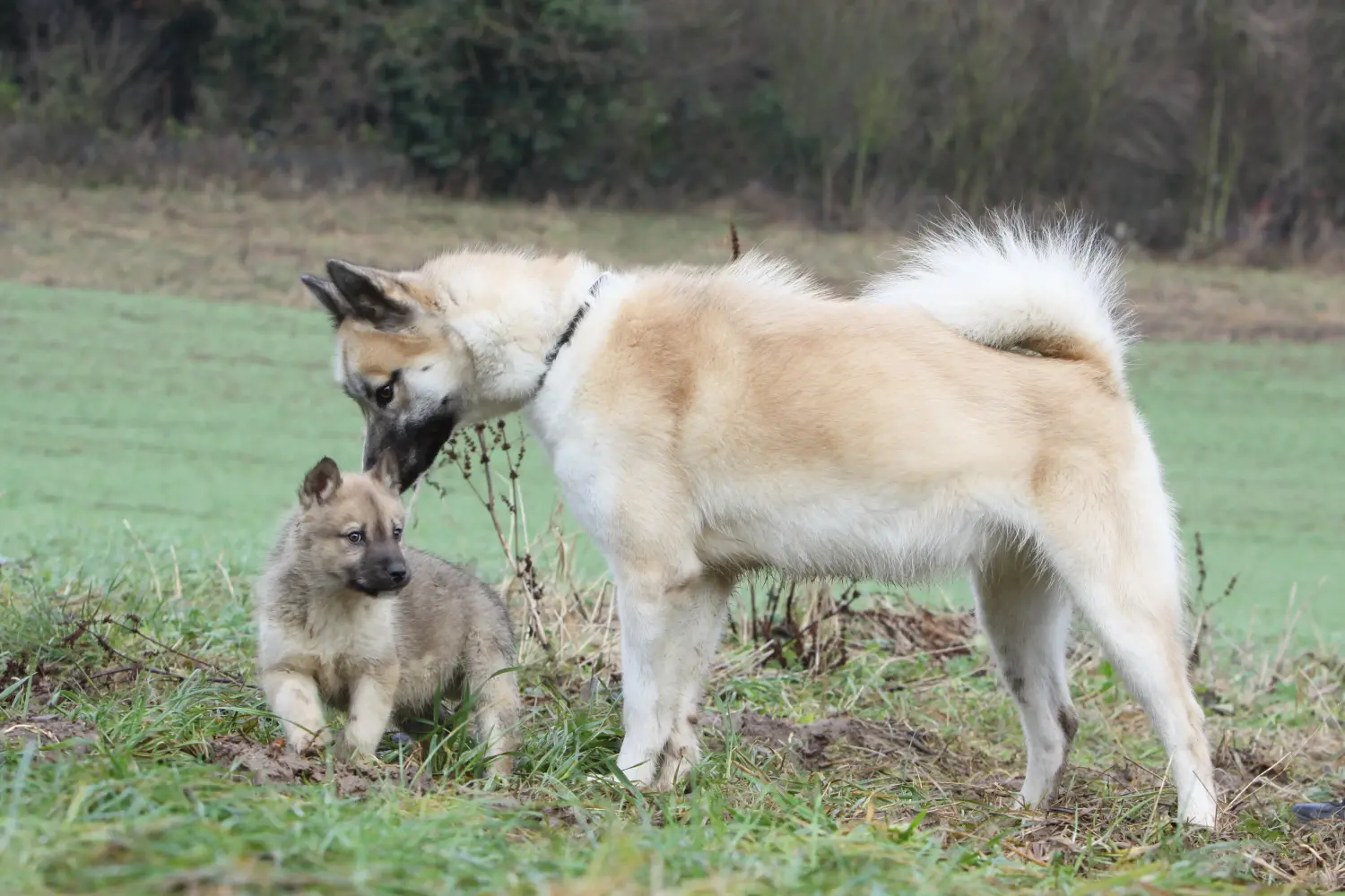 Buying a Greenland dog puppy means taking responsibility! Buy Greenland dog puppies.