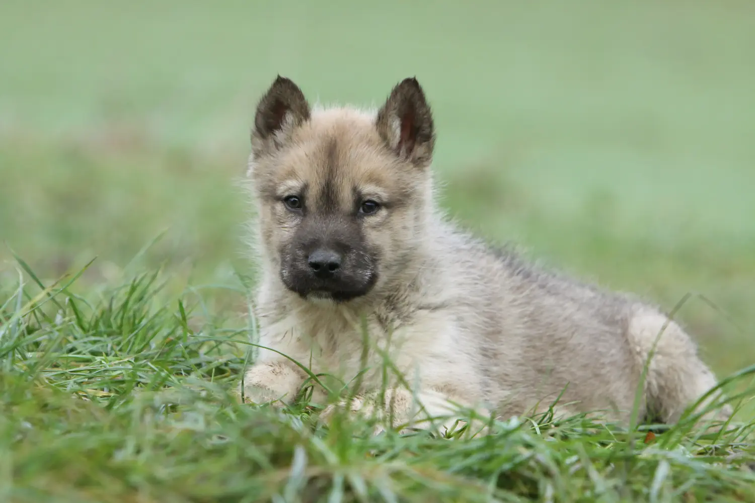 Buying a Greenland dog puppy means taking responsibility! Buy Greenland dog puppies.