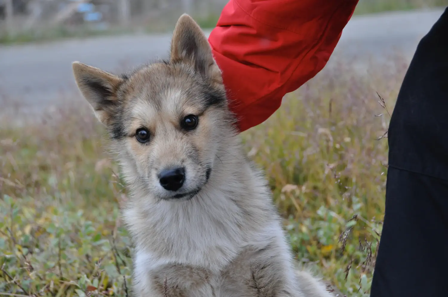 Buying a Greenland dog puppy means taking responsibility! Buy Greenland dog puppies.