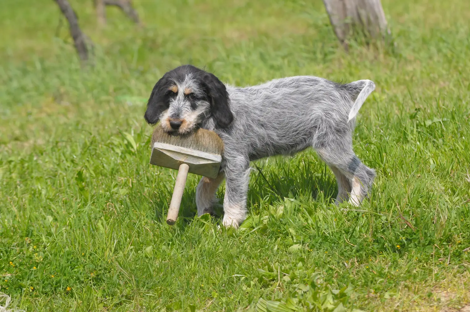 Buying a Griffon Bleu de Gascogne puppy means taking responsibility! Buy Griffon Bleu de Gascogne puppies.
