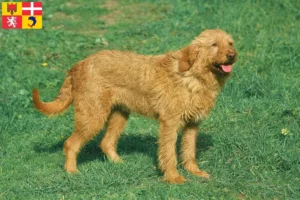 Read more about the article Griffon Fauve de Bretagne breeders and puppies in Auvergne-Rhône-Alpes