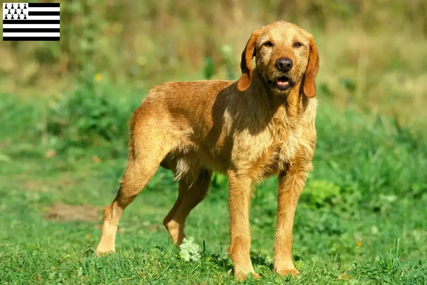 Griffon Fauve de Bretagne puppies and breeders Bretagne Find Griffon Fauve de Bretagnes breeders in Brittany .