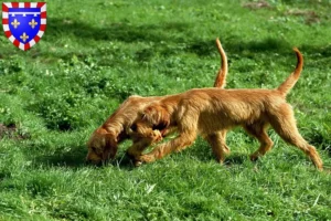 Read more about the article Griffon Fauve de Bretagne breeders and puppies in Centre-Val de Loire