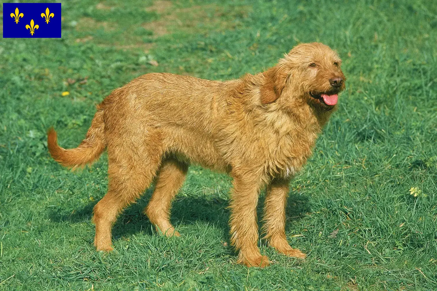 Griffon Fauve de Bretagne puppies and breeders Île-de-France Find Griffon Fauve de Bretagnes breeders in Île-de-France.