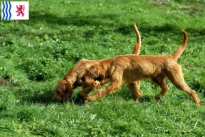 Read more about the article Griffon Fauve de Bretagne breeders and puppies in Nouvelle-Aquitaine