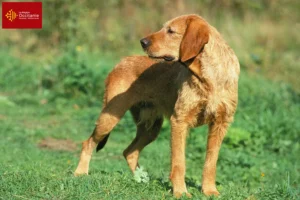 Read more about the article Griffon Fauve de Bretagne breeders and puppies in Occitania