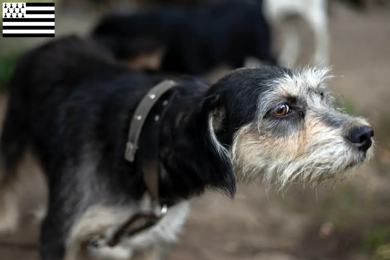 Griffon Nivernais puppies and breeders Brittany Find Griffon Nivernais breeders in Brittany .