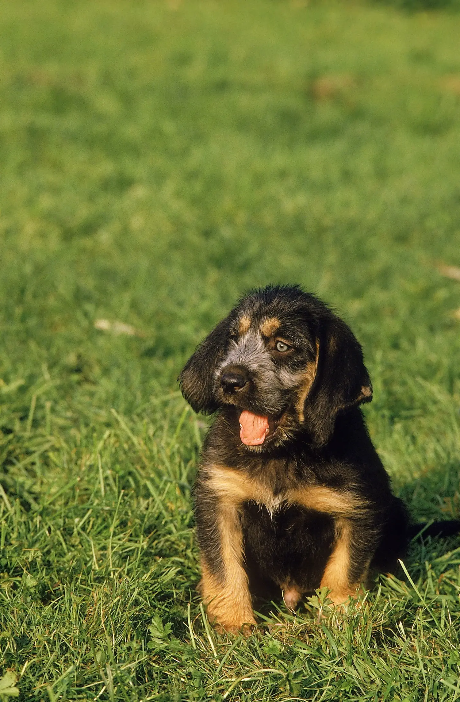 Buying a Griffon Nivernais puppy means taking responsibility! Buy Griffon Nivernais puppies.