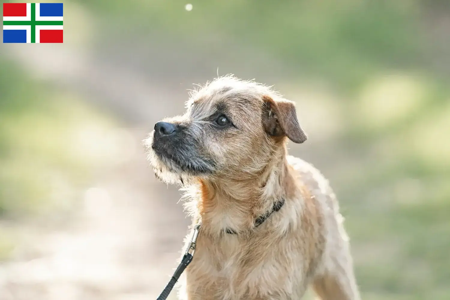 Hollandse Smoushond puppies and breeders Groningen Here you can find Hollandse Smoushonden breeders in Groningen.