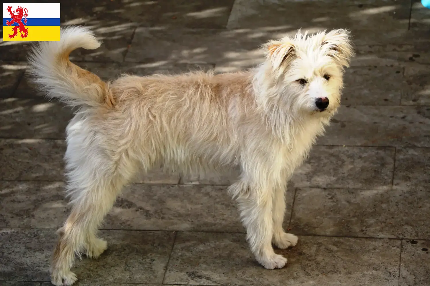 Hollandse Smoushond puppies and breeders Limburg Here you can find Hollandse Smoushonden breeders in Limburg.