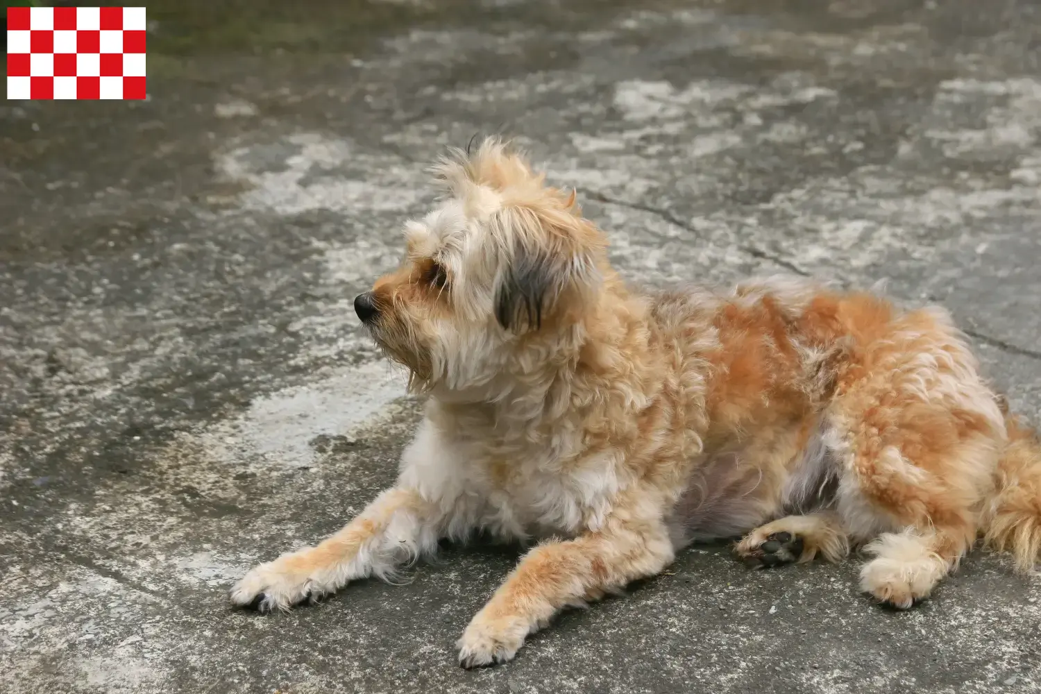 Hollandse Smoushond puppies and breeders North Brabant Here you can find Hollandse Smoushonden breeders in North Brabant.