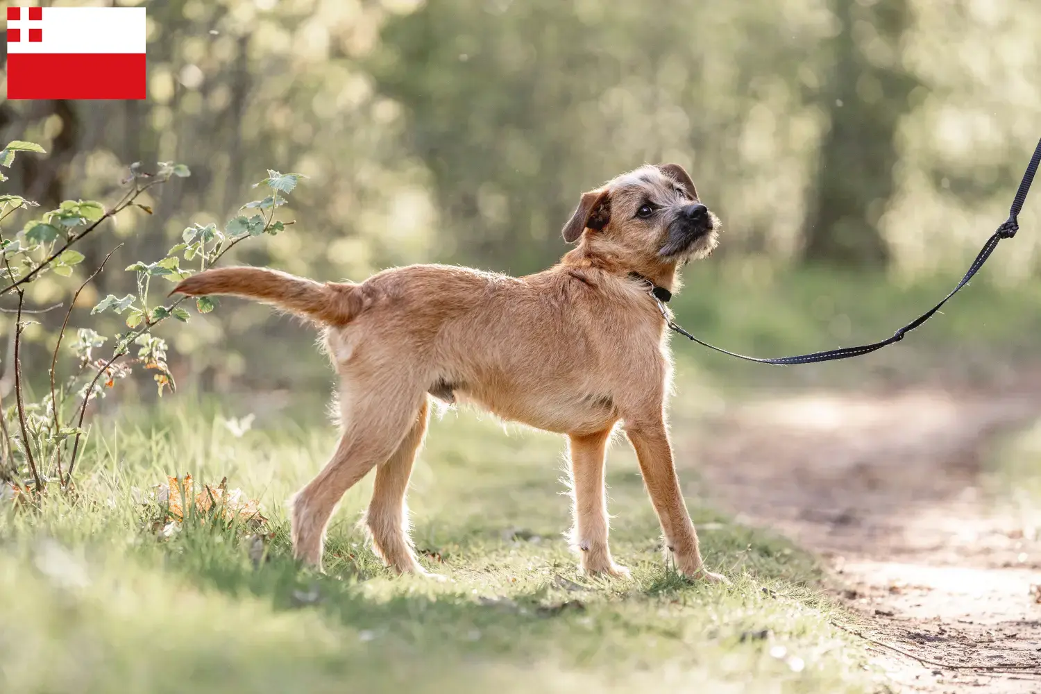 Hollandse Smoushond puppies and breeders Utrecht Here you can find Hollandse Smoushonden breeders in Utrecht.