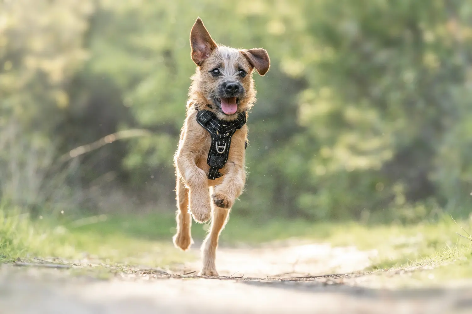 Buying a Hollandse Smoushond puppy means taking responsibility! Buy Hollandse Smoushond puppies.