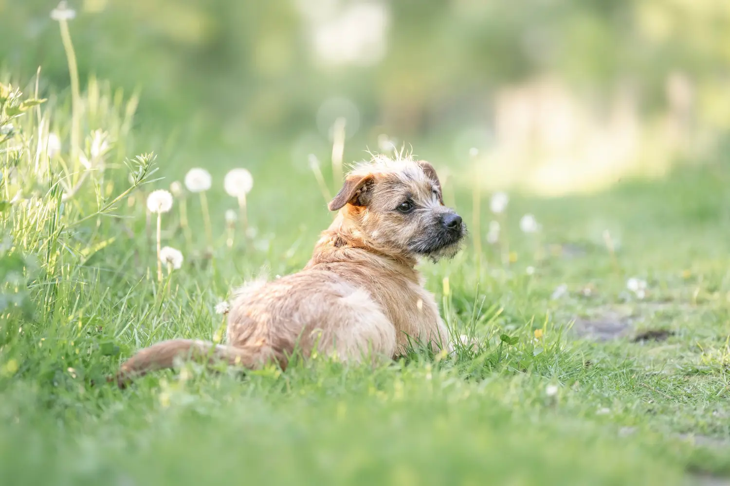 Buying a Hollandse Smoushond puppy means taking responsibility! Buy Hollandse Smoushond puppies.