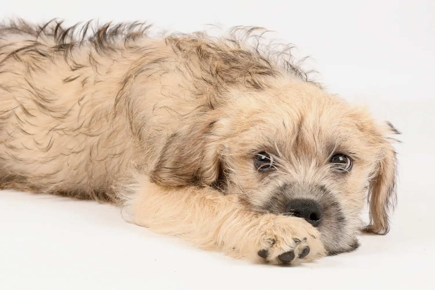 Buying a Hollandse Smoushond puppy means taking responsibility! Buy Hollandse Smoushond puppies.