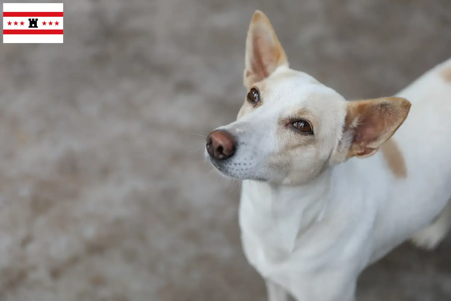Indian pariah dog puppies and breeders Drenthe Find Indian pariah dogs breeders in Drenthe.