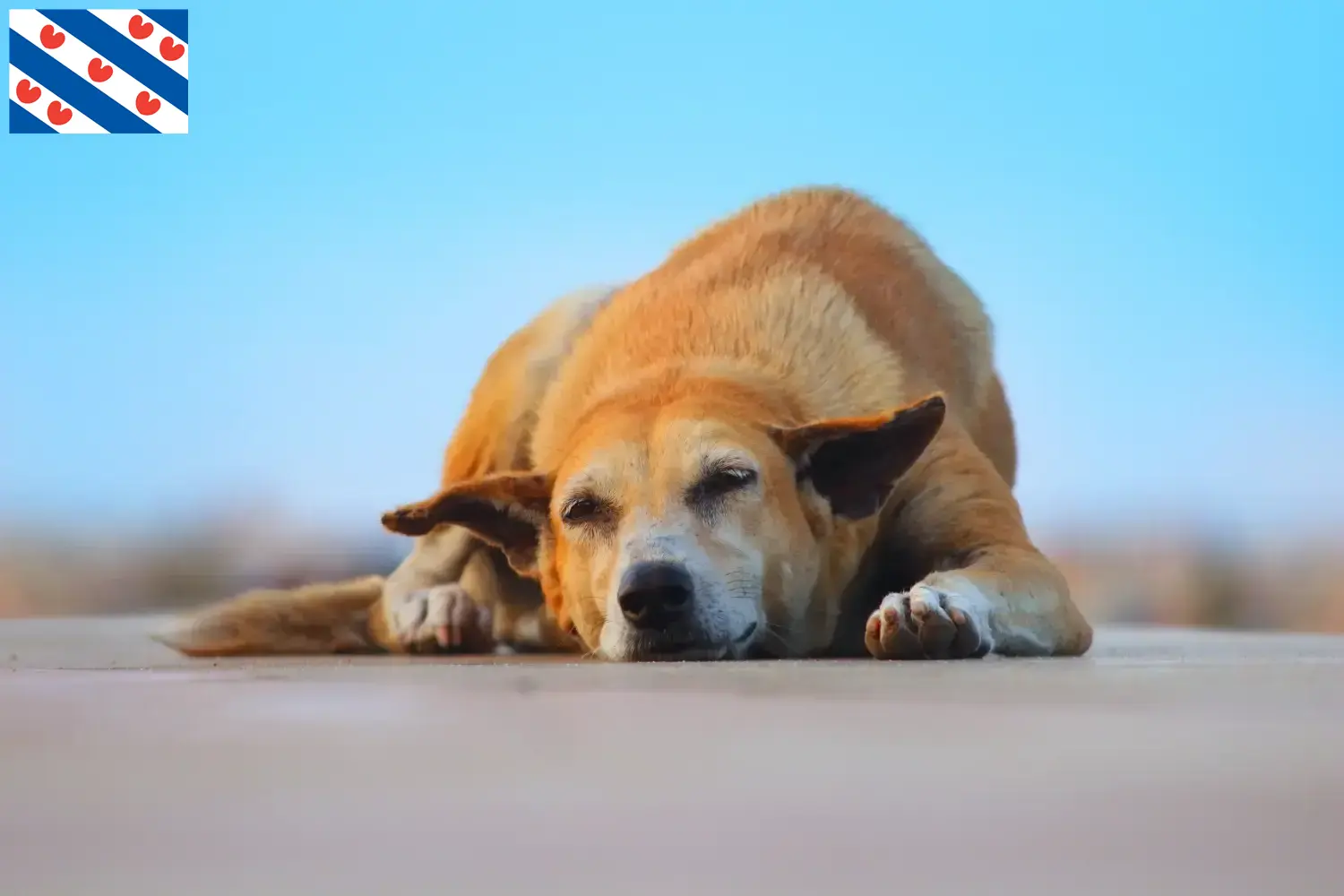 Indian pariah dog puppies and breeders Friesland Find Indian pariah dogs breeders in Friesland.