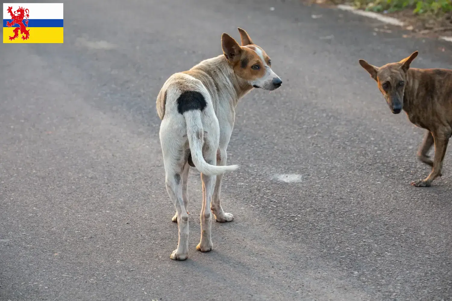 Indian pariah dog puppies and breeders Limburg Here you can find Indian pariah dogs breeders in Limburg.