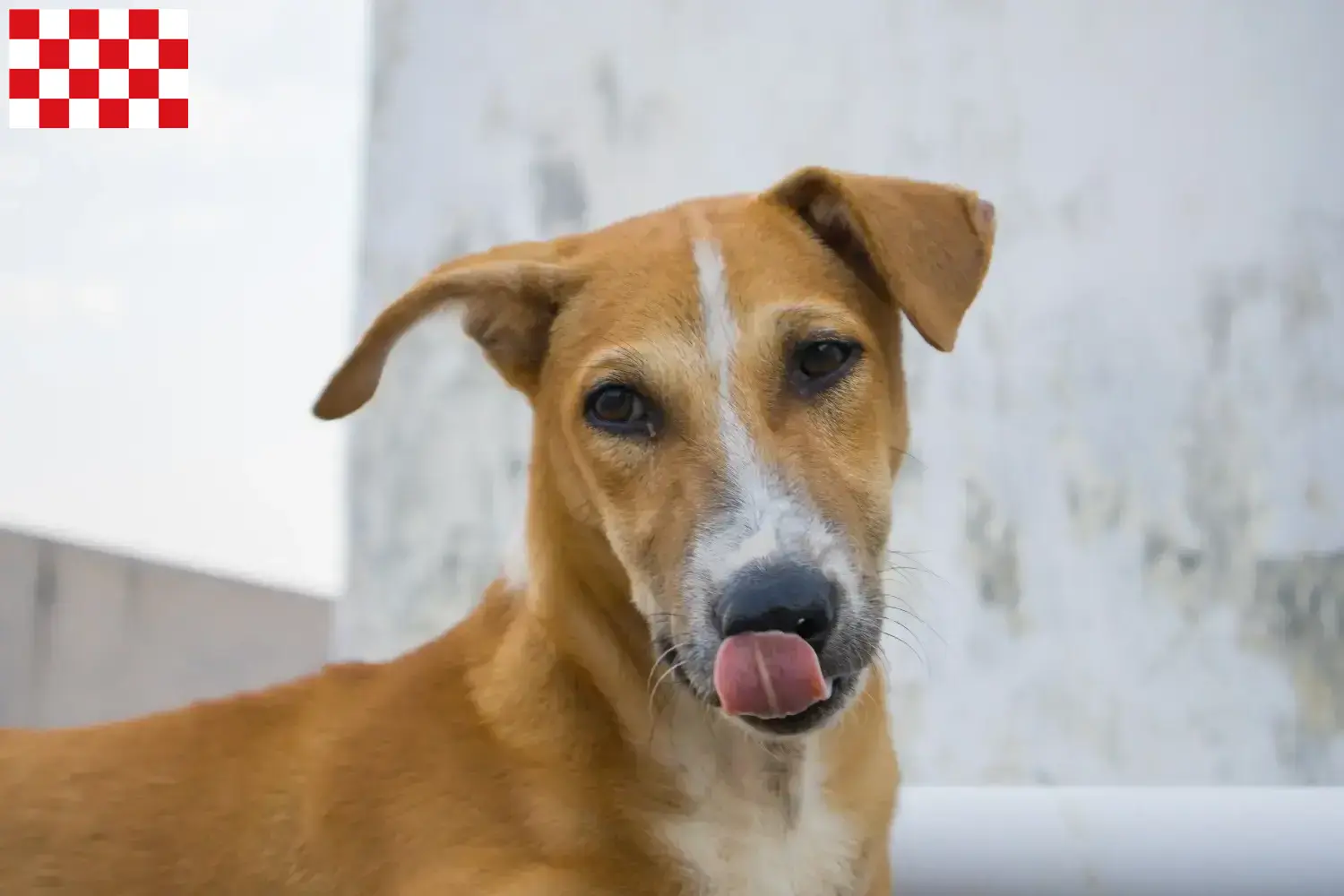Indian pariah dog puppies and breeders North Brabant Find Indian pariah dogs breeders in North Brabant.