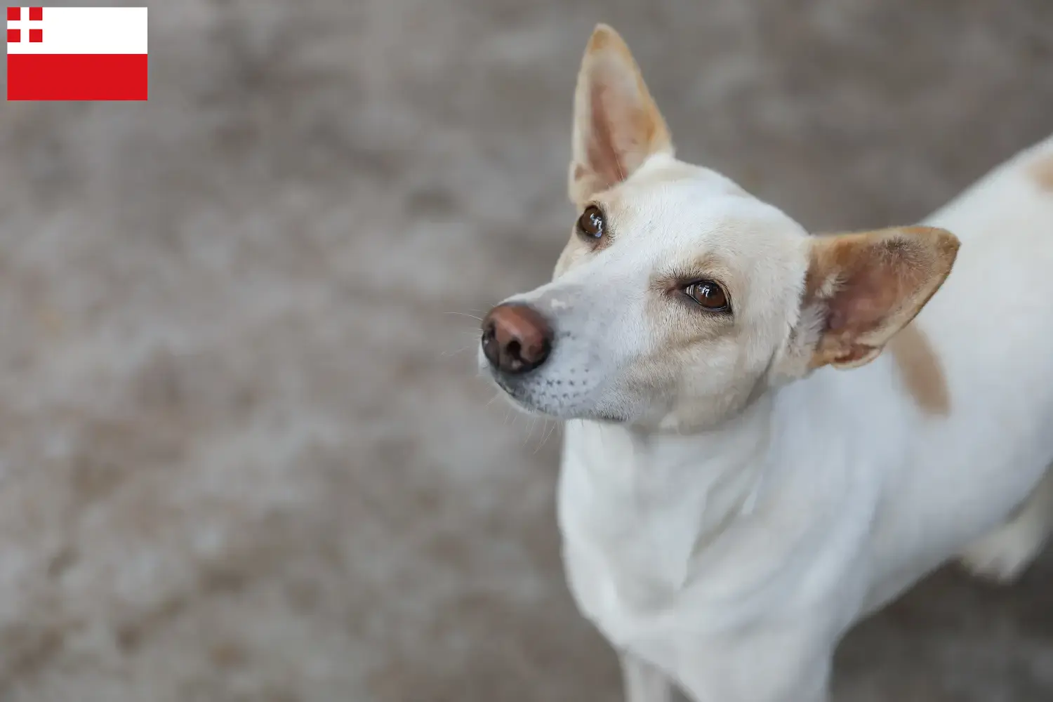 Indian pariah dog puppies and breeders Utrecht Here you can find Indian pariah dogs breeders in Utrecht.