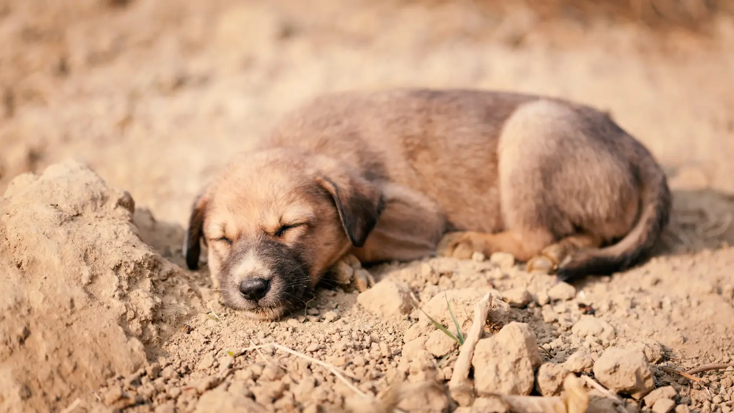 Buying an Indian pariah dog puppy means taking responsibility! Buy Indian pariah dog puppies.