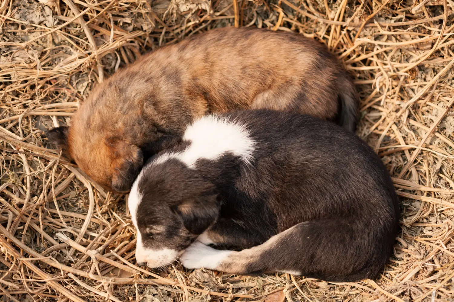 Buying an Indian pariah dog puppy means taking responsibility! Buy Indian pariah dog puppies.