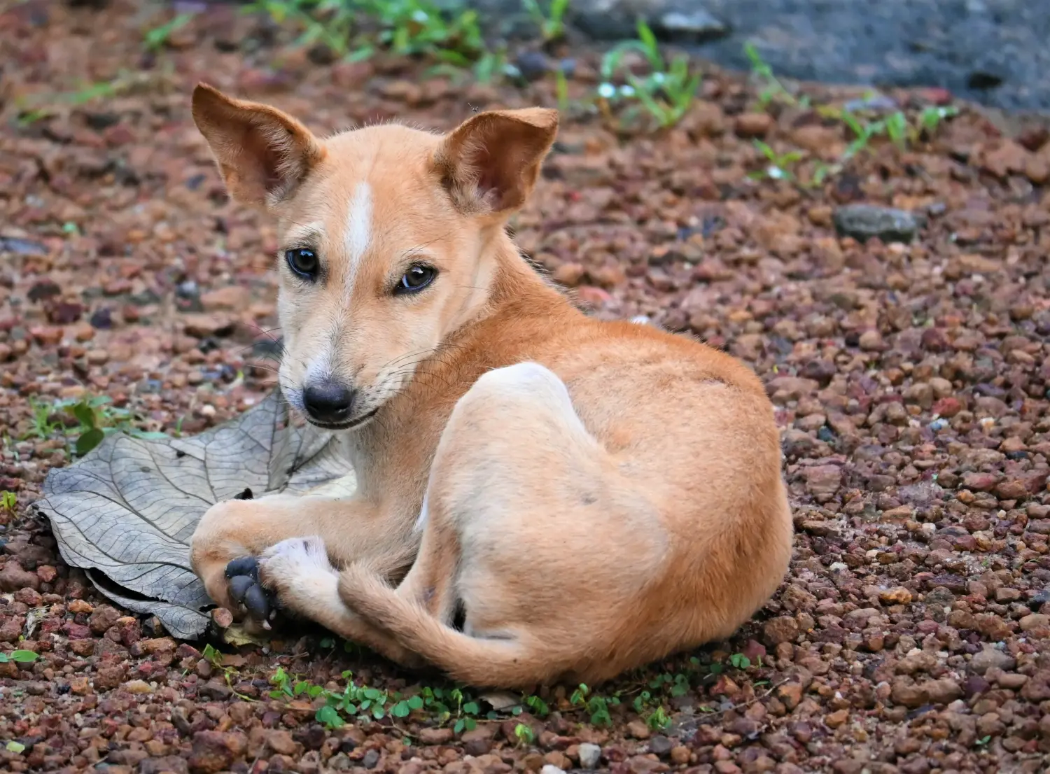 Buying an Indian pariah dog puppy means taking responsibility! Buy Indian pariah dog puppies.