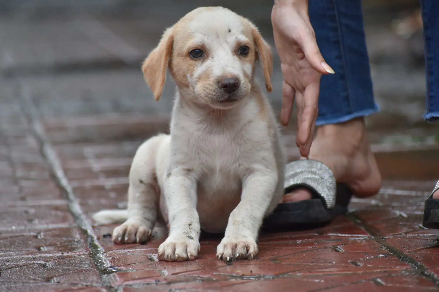Buying an Indian pariah dog puppy means taking responsibility! Buy Indian pariah dog puppies.