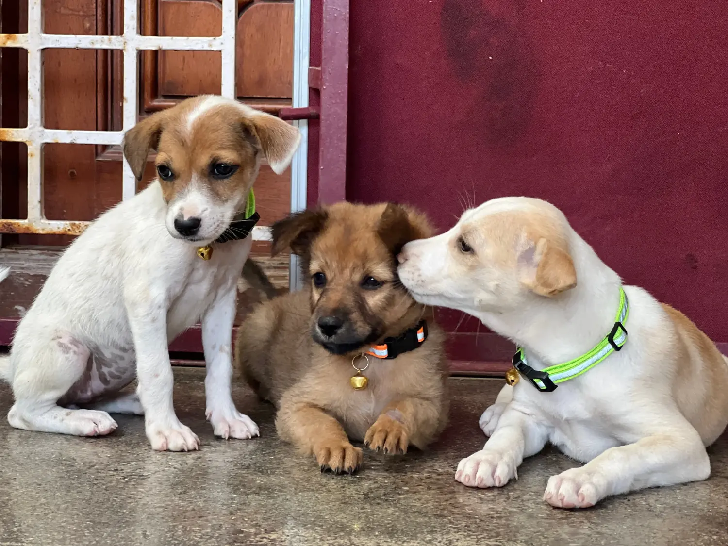 Buying an Indian pariah dog puppy means taking responsibility! Buy Indian pariah dog puppies.