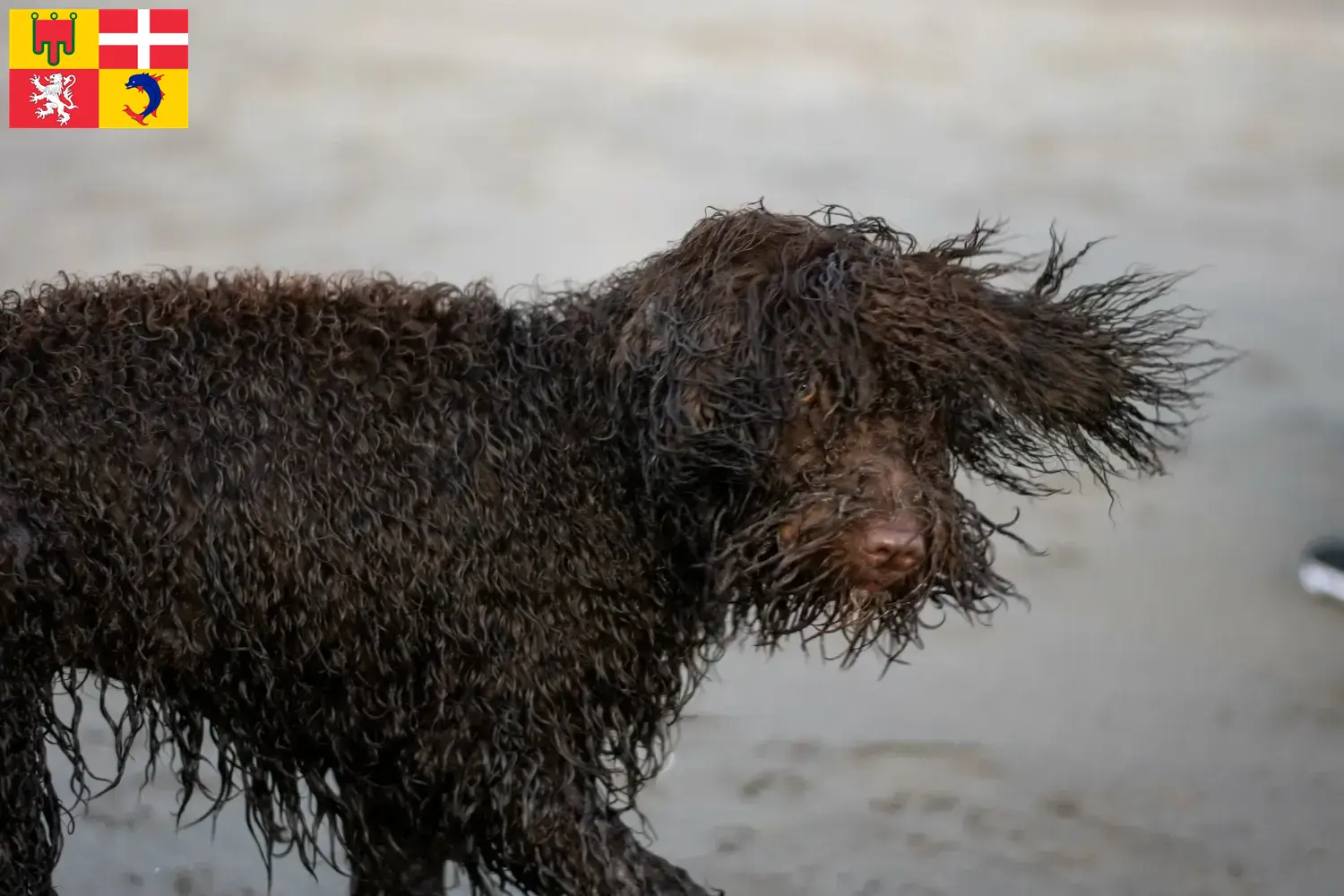 Read more about the article Irish Water Spaniel breeders and puppies in Auvergne-Rhône-Alpes