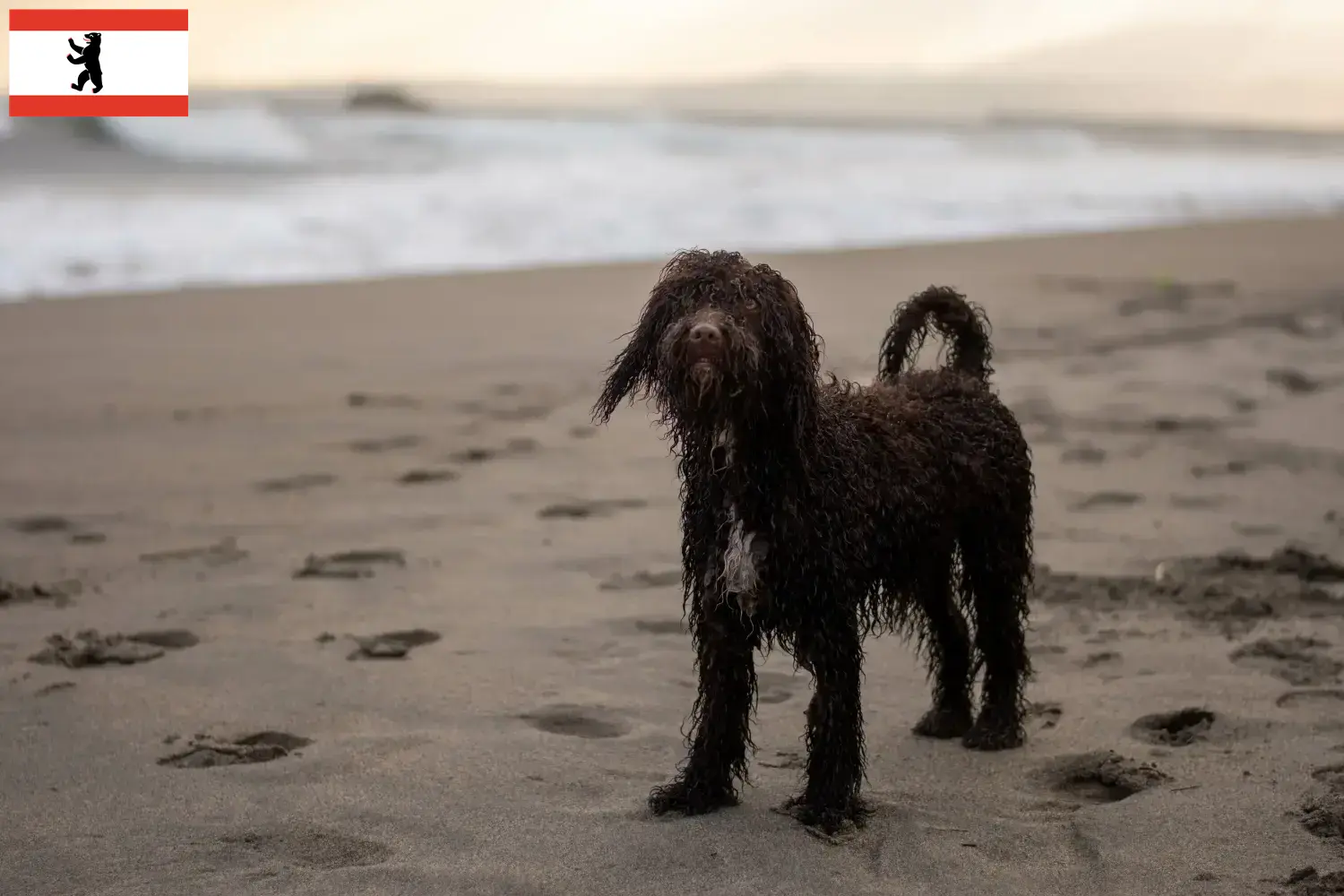 Irish Water Spaniel puppies and breeders Berlin Find here Irish Water Spaniels breeders in Berlin.