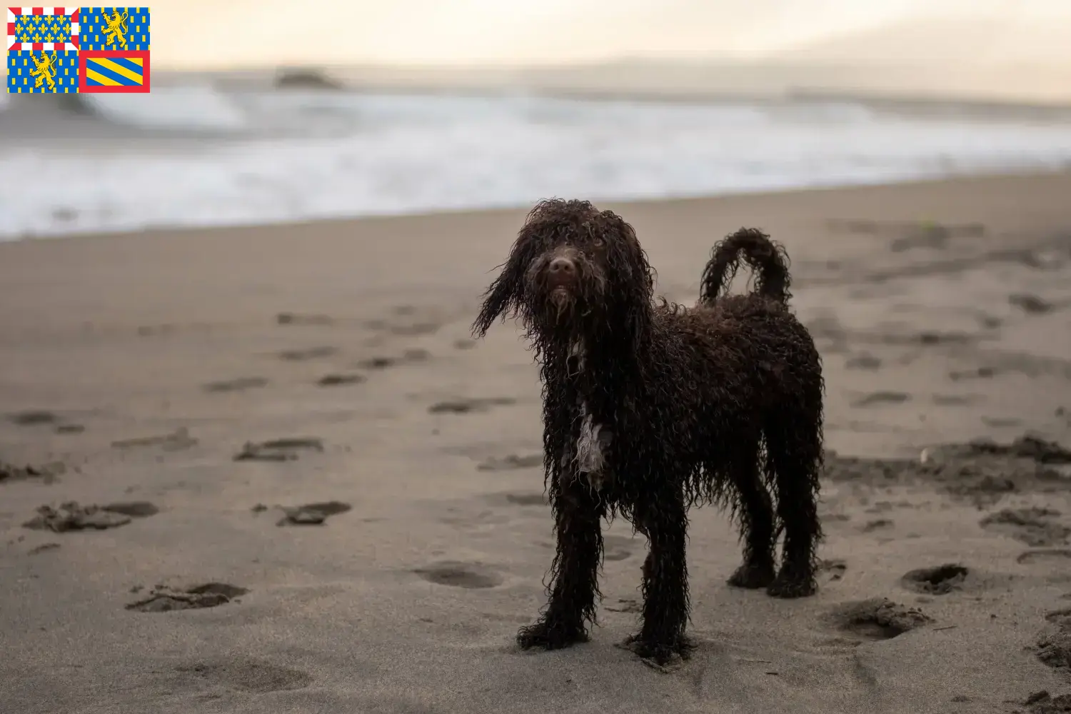 Irish Water Spaniel puppies and breeder Bourgogne-Franche-Comté Find here Irish Water Spaniels breeders in Bourgogne-Franche-Comté.