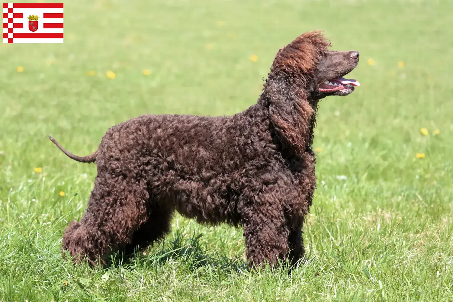 Irish Water Spaniel puppies and breeders Bremen Find here Irish Water Spaniels breeders in Bremen.