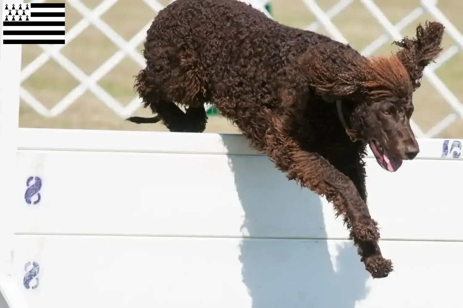 Irish Water Spaniel puppies and breeder Bretagne Find Irish Water Spaniels breeders in Brittany .