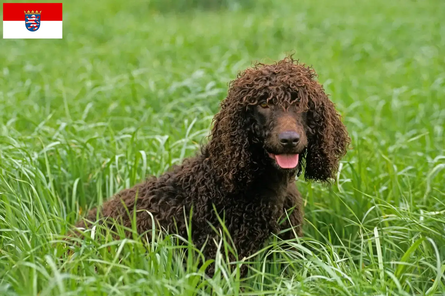 Irish Water Spaniel puppies and breeders Hessen Here you can find Irish Water Spaniels breeders in Hessen.