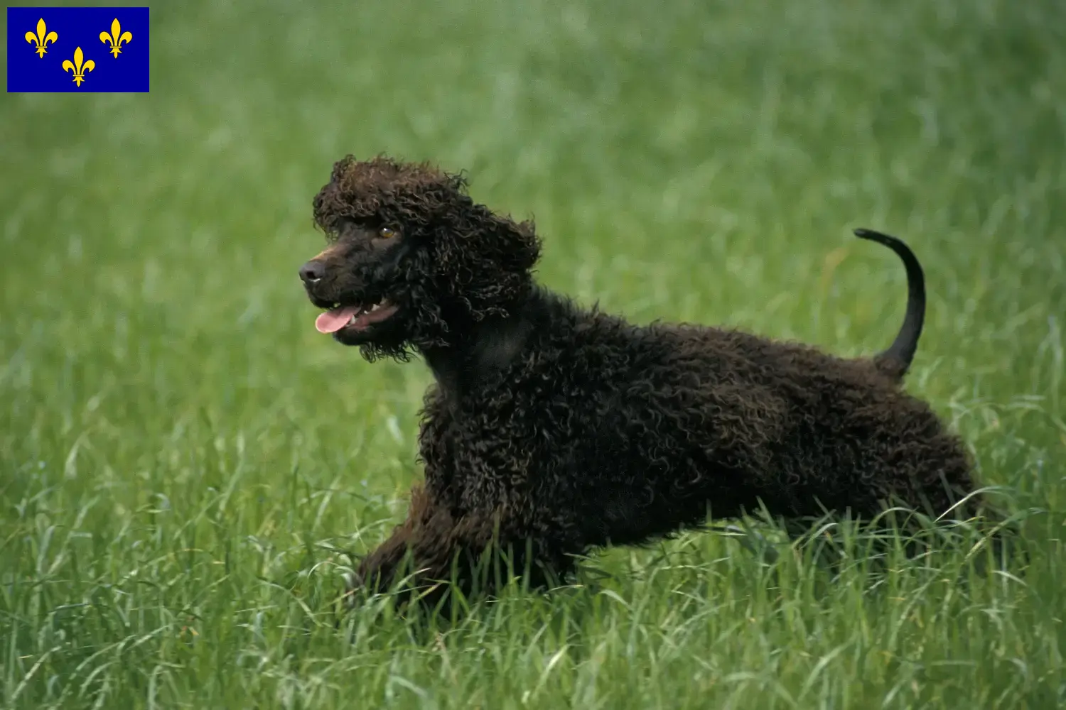 Irish Water Spaniel puppies and breeders Île-de-France Find here Irish Water Spaniels breeders in Île-de-France.