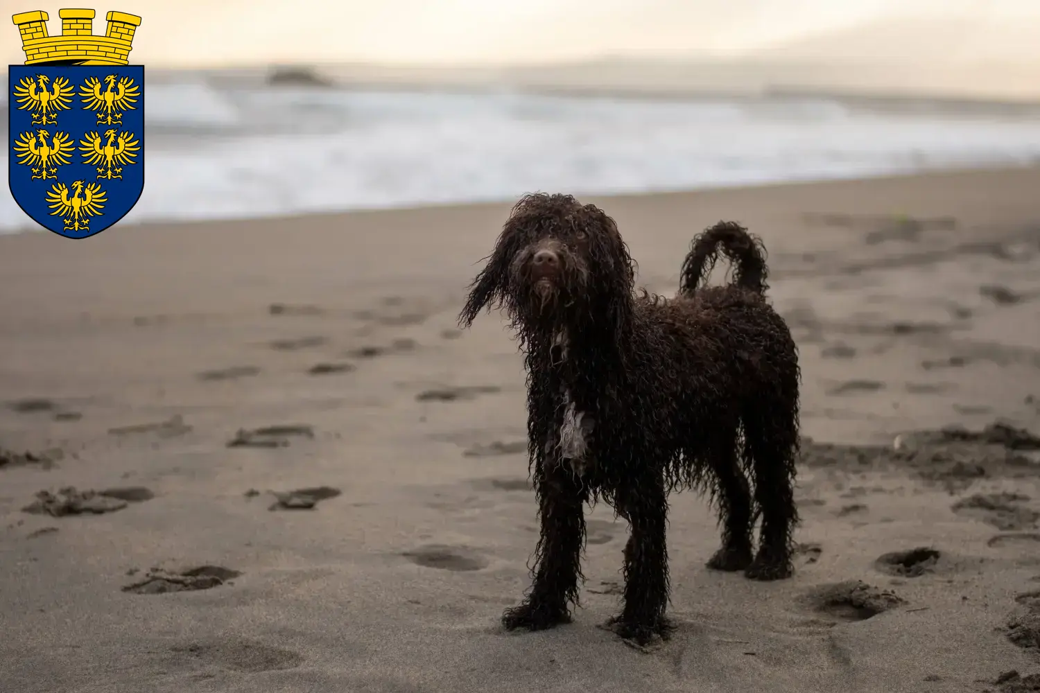 Irish Water Spaniel puppies and breeders Lower Austria Here you can find Irish Water Spaniels breeders in Lower Austria.
