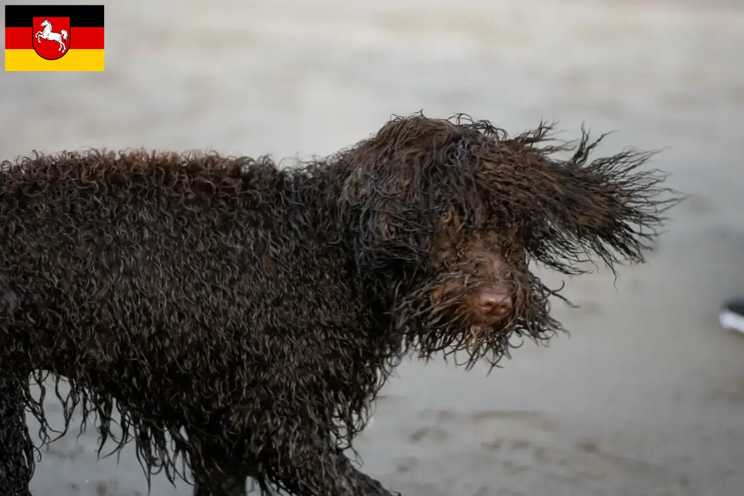 Irish Water Spaniel puppies and breeders Lower Saxony Here you can find Irish Water Spaniels breeders in Lower Saxony.