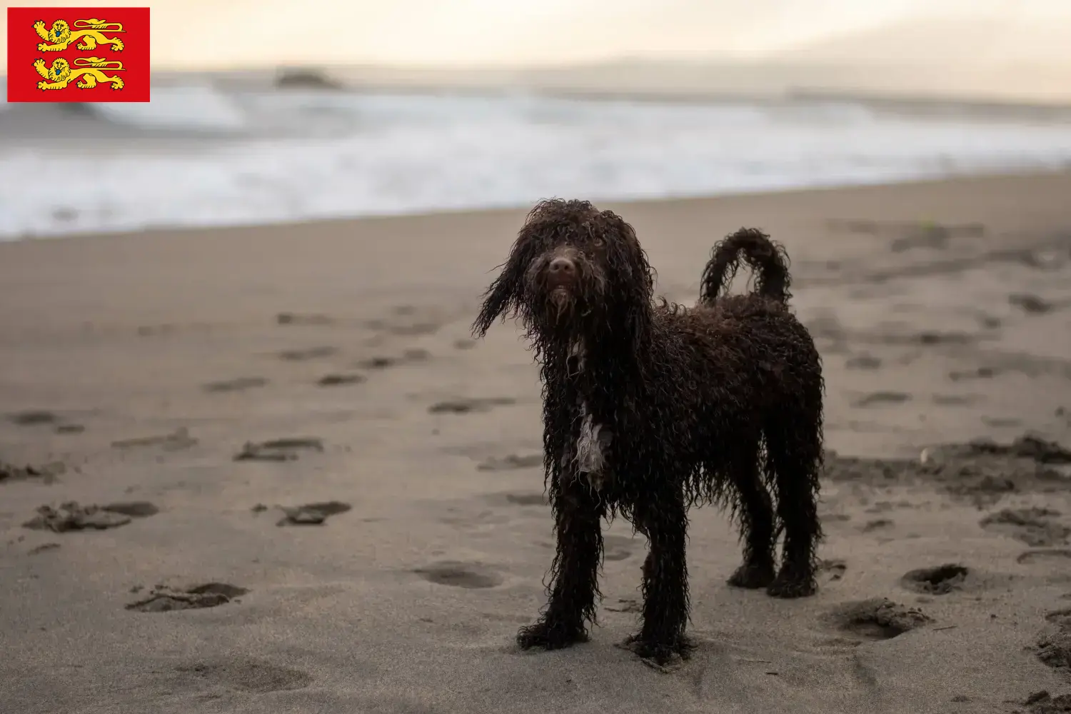 Irish Water Spaniel puppies and breeder Normandy Find here Irish Water Spaniels breeders in Normandy.