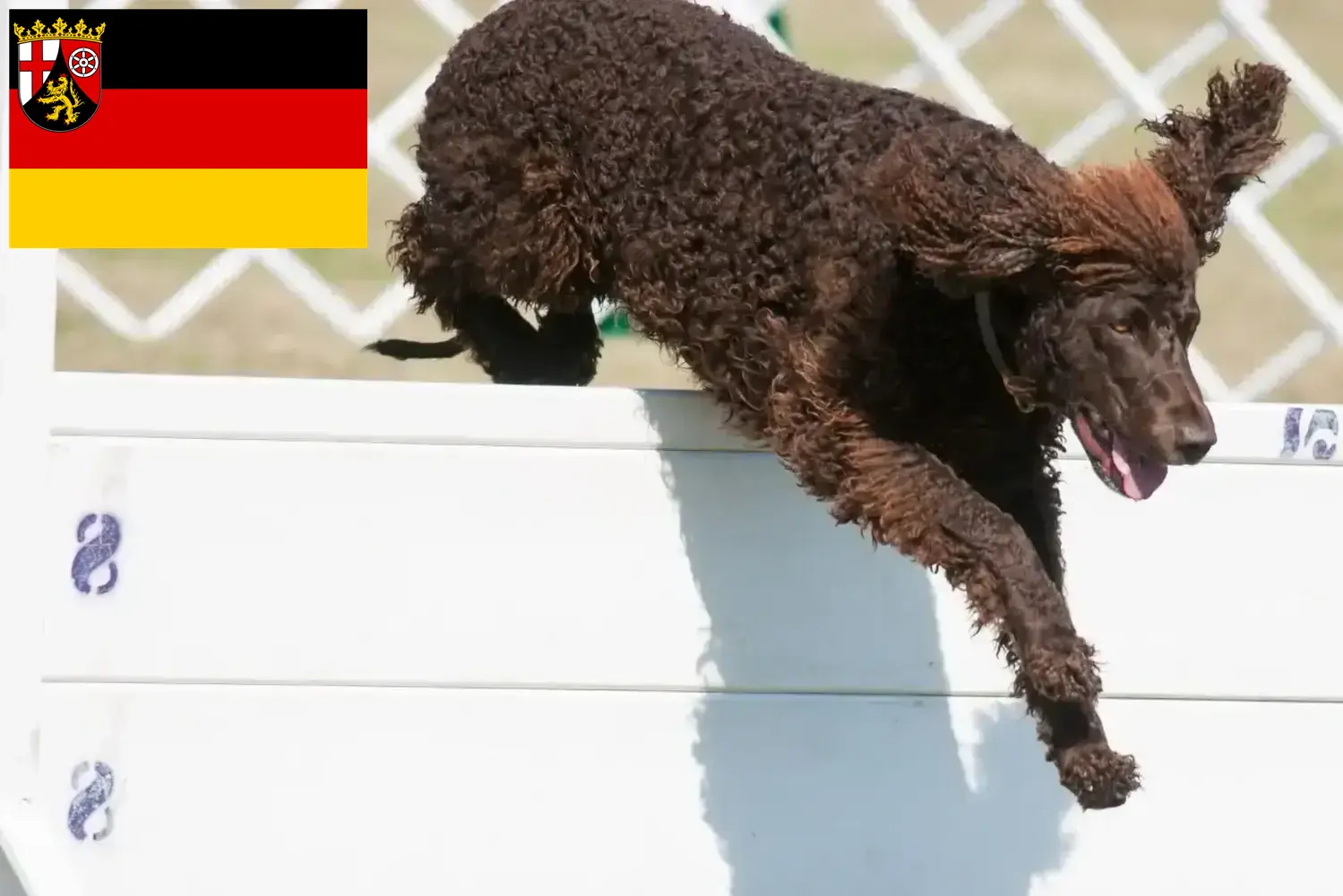 Read more about the article Irish Water Spaniel breeders and puppies in Rhineland-Palatinate