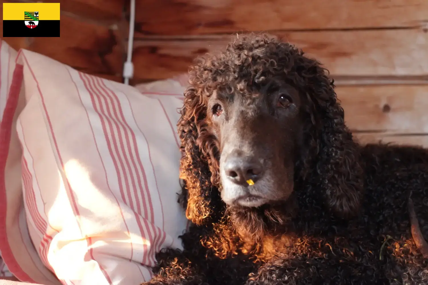 Irish Water Spaniel puppies and breeders Saxony-Anhalt Here you can find Irish Water Spaniels breeders in Saxony-Anhalt.
